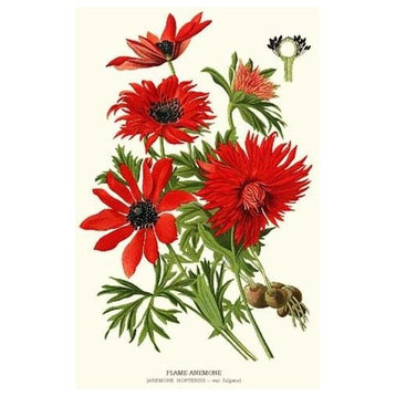 Vintage Botanical Flower Art Print: Flame Anemone