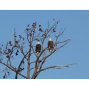 Bob Hall's photo