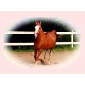 Judith B. Farrell Sander's photo