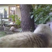 Anna Nedeau's photo
