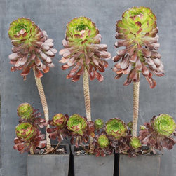 Container Arrangements - Plants