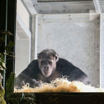 Twycross Zoo