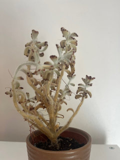 Severely underwatered Kalanchoe tomentosa plants | Houzz UK