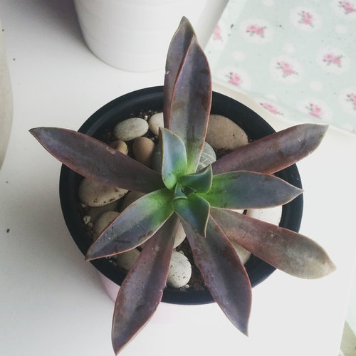 Is using food coloring harmful for succulents?