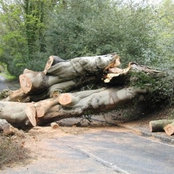 Holly Tree Surgeons Limited's photo