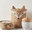 Unico Handicraft Manufacturer Home Decor