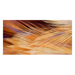 Douglas Page Photographic Arts - Feather Design 1, Canvas Giclee - Photographs