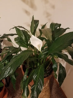 Peace lily - thin discolored leaves | Houzz Forum