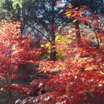 Japanese Maples