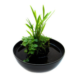 Planted decor - Home Decor