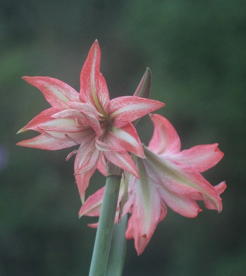 Doubling up with dancing queen