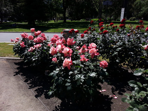 Sacramento International World Peace Rose Garden