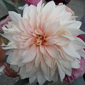 Barbara Taylor's photo