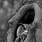 Alton Baileys foto