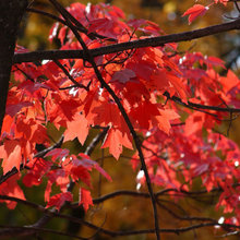 deciduous trees