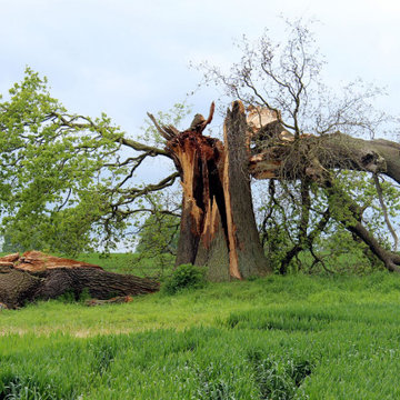 How to Identify a Dangerous Tree