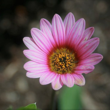Coastal Cottage Garden