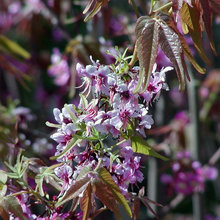 spring flowering trees