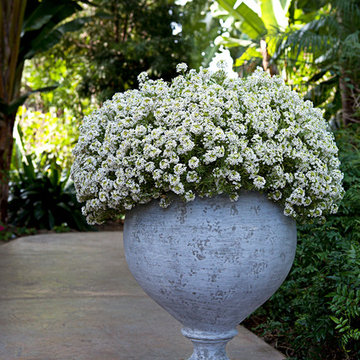 Pedestal Bowl Urn