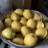 lemons - a lot of lemons