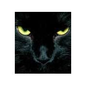 Diane Armstrong's photo