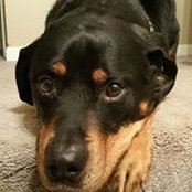Foto de Denise Mackey