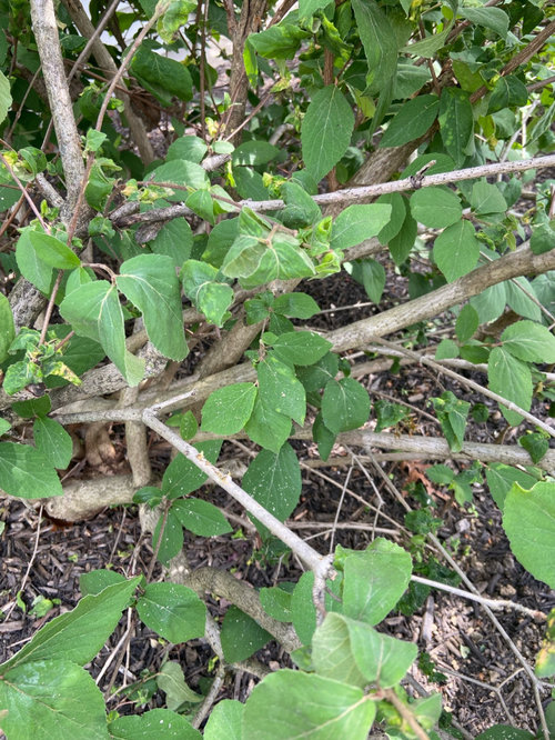 25 year viburnums dying!