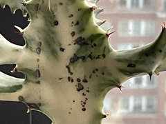 san pedro cactus care San Pedro Cactus – AceMegaSucculents main image 1