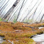 Dan Morrison's photo