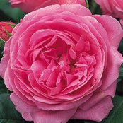 Wendy Peckham's photo
