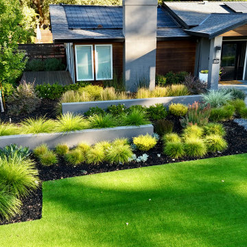 Alamo Modern Low Water Front Yard