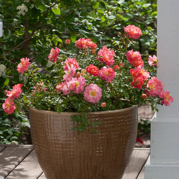 Oso Easy® Strawberry Crush Landscape Rose