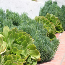 succulent border