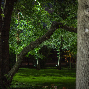 Low Voltage Up Lighting and Moon Lighting- Southlake