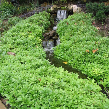 Pond & Stream - Cheshire