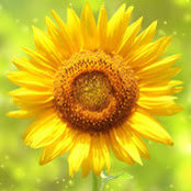 Diamond Flores's photo