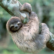 Foto von Super Sloth