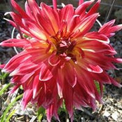 Sue Vasko's photo