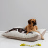 Susan Goddard Boston Terrier On White Dog Bed