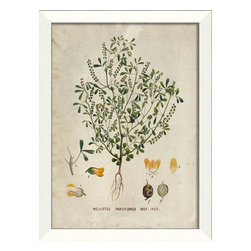 The Artwork Factory - Melitous Parviflorus Framed Artwork - Prints And Posters