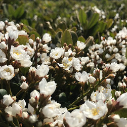 Current Featured Plants - Products