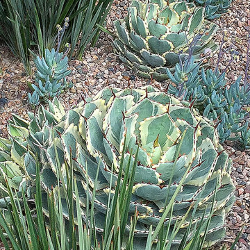Blue drought tolerant
