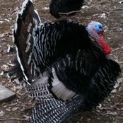 Foto von Ginny McDonald Wisor