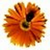Thibaud F.'s photo