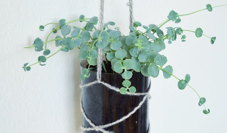 Ugens DIY: Sådan laver du selv en smart hængeplante på fem minutter