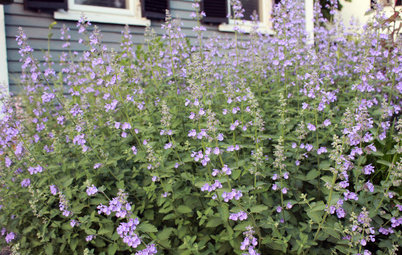 5 Weed-Smothering Ground Covers