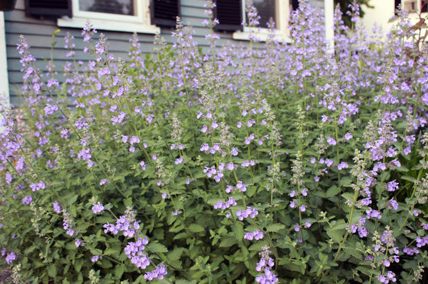 Сад 'Walker's Low' catmint (Nepeta x faasenii 'Walker's Low')