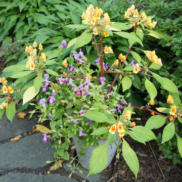 Sensational Shade Gardens