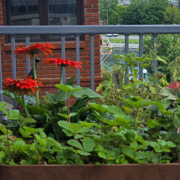 BALCONY GARDEN - an Edible and Ornamental Garden in the Sky