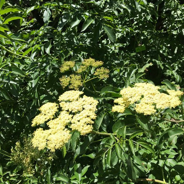 Elderberry